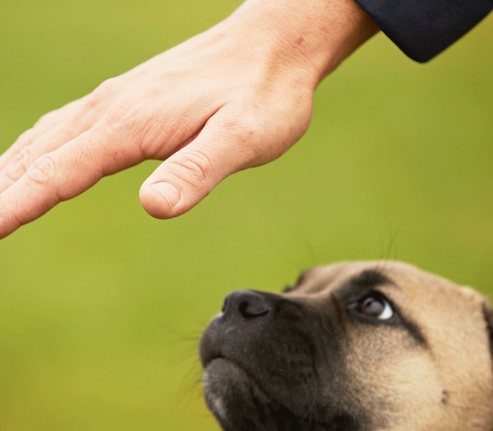 EFM MÉTIERS ANIMALIERS - ÉCOLE DE FORMATION AUX MÉTIERS ANIMALIERS