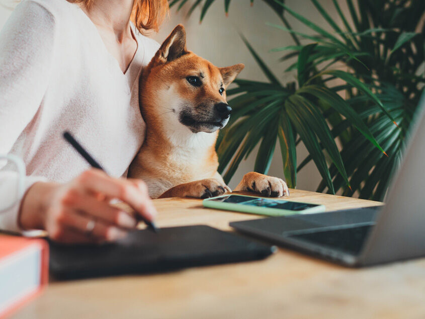 Ralisations des tudiants-efm
métiers animaliers