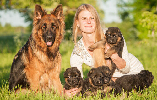 Eleveur canin / flin